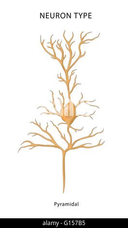 Illustrazione di un neurone piramidale (cellula piramidale) sono un tipo di neurone trovati nella corteccia cerebrale, l'ippocampo e amigdala. Neuroni piramidali sono la principale unità di eccitazione del mammifero prefrontal cortex e il tratto corticospinal, st Foto Stock