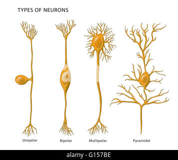 Illustrazione che mostra i 4 tipi di neuroni. Da sinistra a destra:, unipolare, bipolare, multipolare, piramidale e. Foto Stock