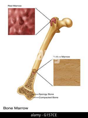 Illustrazione del midollo osseo. Diagramma superiore mostra midollo rosso, diagramma inferiore mostra il midollo giallo. Osso spugnoso e compattato osso anche visibile. Foto Stock