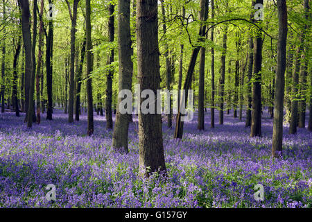 Bluebells nel bosco di faggio in pezzata luce solare Foto Stock