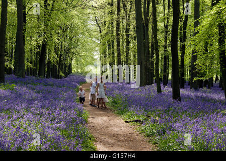 Cinque bambini piccoli nel bosco di faggio con un tappeto di bluebells Foto Stock