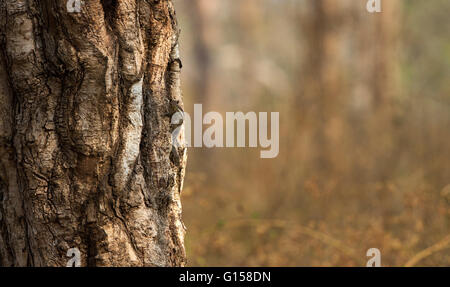 Lo scoiattolo in un albero cercando curiosamente. Foto Stock