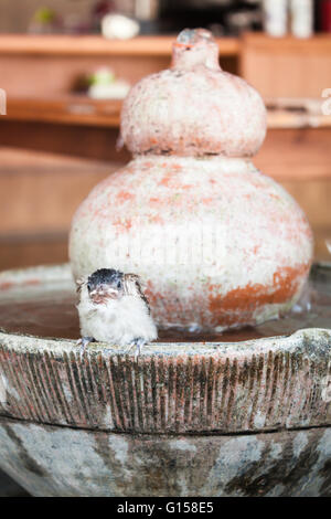 Close up di un passerotto alla fontana, stock photo Foto Stock