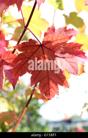 Close up di Acer rubrum o ottobre gloria o noto anche come rosse foglie di acero in autunno in Melbourne Victoria Australia Foto Stock