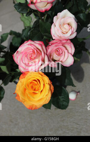 Close up di color pesca Rose in piena fioritura Foto Stock
