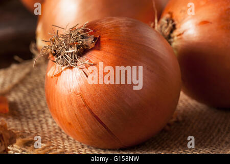 Materie organiche cipolle giallo pronti per la cottura Foto Stock