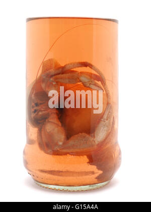 Il granchio con anemone marittimo in un vasetto di vetro su uno sfondo bianco Foto Stock