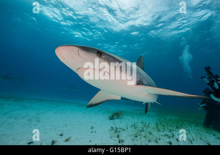 Caribbean reef shark carcharhinus perezii, subacquea in Bahamas, dei Caraibi . Foto Stock