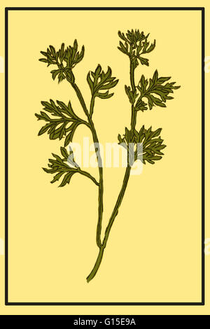 Artemisia absinthium (absinthium, assenzio assenzio, assenzio, comune assenzio, verde zenzero o grand assenzio) è una specie di assenzio, nativo di regioni temperate di Eurasia e Nord Africa. Si tratta di una pianta erbacea, pianta perenne con radici fibrose. Ho Foto Stock