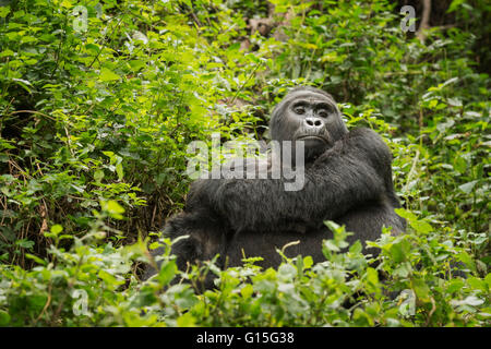 Gorilla di Montagna, Parco nazionale impenetrabile di Bwindi, Uganda, Africa Foto Stock