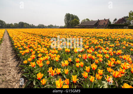 Il giallo e arancione colore tulipani il paesaggio in primavera il parco Keukenhof Lisse, South Holland, Paesi Bassi, Europa Foto Stock