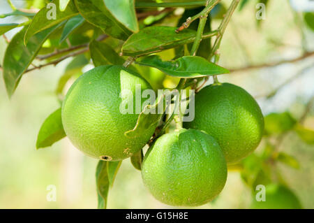 Limette di maturazione sulla struttura, Corfù, Grecia, Europa Foto Stock