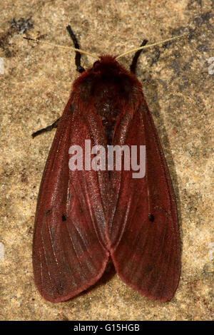 Ruby tiger moth (Phragmatobia fuliginosa). Gli insetti con rosso e marrone a colori, nella famiglia Erebidae, precedentemente Arctiidae Foto Stock