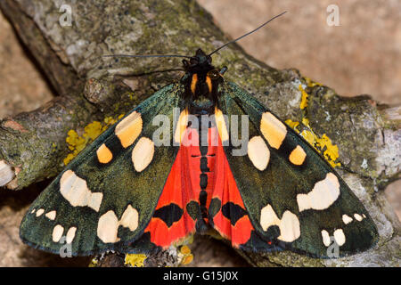 Scarlet tiger moth (Callimorpha dominula) con alette aperte e hindwings rosso. Vivacemente colorato insetto in famiglia Erebidae Foto Stock