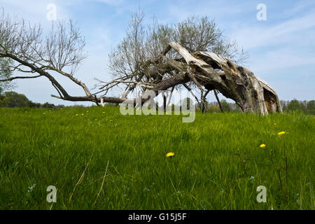 vecchio albero di salice Foto Stock