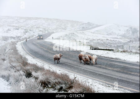 Pecore in un paesaggio invernale sul Mynydd Epynt brughiera, Powys, Wales, Regno Unito, Europa Foto Stock