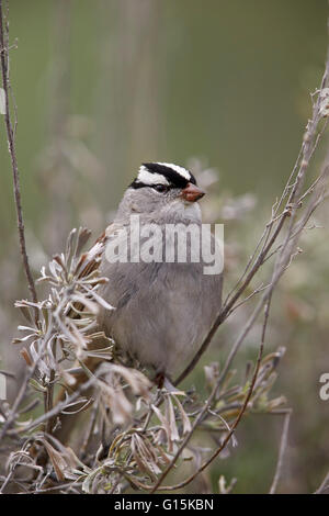 White-Crowned Sparrow (Zonotrichia leucophrys), il Parco Nazionale di Yellowstone, Wyoming negli Stati Uniti d'America, America del Nord Foto Stock