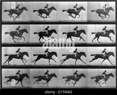 Muybridge Locomozione animale, delle corse ippiche al galoppo, 1887. Locomozione animale, 16 trame di Annie delle corse ippiche G. al galoppo. James Eadweard Muybridge (9 aprile 1830 - 8 Maggio 1904) era un fotografo inglese importante per il suo lavoro pionieristico nel prigioniero fotografico Foto Stock