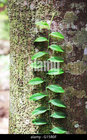 Vite a salire i licheni coperto tronco di albero. Assenza di lichene è una indicazione dell'inquinamento atmosferico, la riduzione della fascia di ozono, ecc. Foto Stock