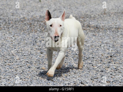 Sorridente mini bull terrier passeggiate attraverso la ghiaia Foto Stock
