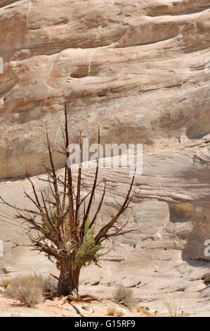 Albero nel paesaggio arido Foto Stock