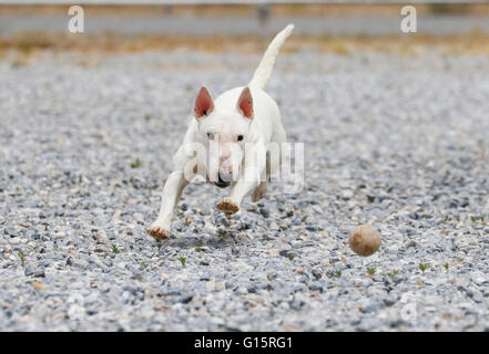 Miniatura bull terrier a caccia di una sfera Foto Stock
