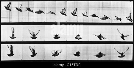 Muybridge Locomozione animale, piccione in volo, 1881. Elettro-fotografia inchiesta che mostra una serie di immagini consecutive di un piccione in volo. James Eadweard Muybridge (9 aprile 1830 - 8 Maggio 1904) era un fotografo inglese importante per il suo pionee Foto Stock