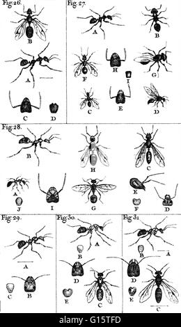 Le formiche sono qualsiasi di numerose nero, rosso, marrone, giallo o insetti sociali della famiglia Formicidae, di distribuzione in tutto il mondo soprattutto in climi caldi, avente una testa grande con ganasce interne per la masticazione e ganasce esterne per il trasporto e le operazioni di scavo, e vivendo in hi Foto Stock