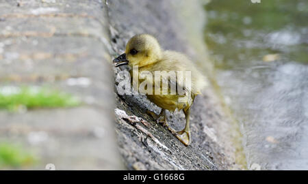 Brighton, Regno Unito. Il 10 maggio, 2016. Una famiglia di oche Graylag includente un gosling qui salendo una banca in cerca di cibo di cui gode il tempo umido su Queens Park stagno in Brighton oggi . La pioggia ha spazzato attraverso Gran Bretagna meridionale oggi dopo il recente clima caldo che continua in Scotland Credit: Simon Dack/Alamy Live News Foto Stock