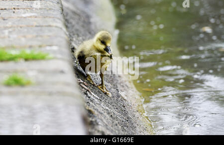 Brighton, Regno Unito. Il 10 maggio, 2016. Una famiglia di oche Graylag includente un gosling godetevi il tempo umido su Queens Park stagno in Brighton oggi . La pioggia ha spazzato attraverso Gran Bretagna meridionale oggi dopo il recente clima caldo che continua in Scotland Credit: Simon Dack/Alamy Live News Foto Stock