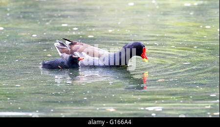 Brighton, Regno Unito. Il 10 maggio, 2016. Un moorhen alimenta il suo pulcino come essi godere il tempo umido su Queens Park stagno in Brighton oggi . La pioggia ha spazzato attraverso Gran Bretagna meridionale oggi dopo il recente clima caldo che continua in Scotland Credit: Simon Dack/Alamy Live News Foto Stock