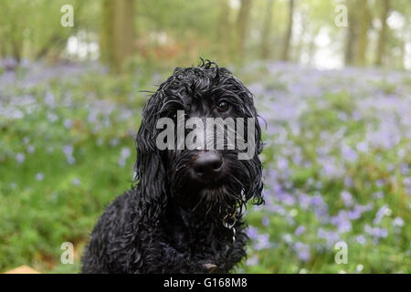 Hucknall, Nottinghamshire, Regno Unito. Il 10 Maggio 2016.Dopo lunedì l'onda di calore piogge torrenziali spazza la East Midlands,non è una buona giornata per prendere Frankie il Cockapoo pup per una passeggiata in campagna . Credito: Ian Francesco/Alamy Live News Foto Stock