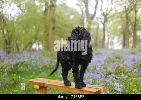 Hucknall, Nottinghamshire, Regno Unito. Il 10 Maggio 2016.Dopo lunedì l'onda di calore piogge torrenziali spazza la East Midlands,non è una buona giornata per prendere Frankie il Cockapoo pup per una passeggiata in campagna . Credito: Ian Francesco/Alamy Live News Foto Stock