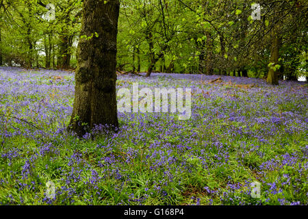 Hucknall,Nottinghamshire,UK.10 Maggio 2016.Dopo lunedì l'onda di calore piogge torrenziali spazza la East Midlands,non è una buona giornata per prendere Frankie il Cockapoo pup per una passeggiata in campagna . Foto Stock