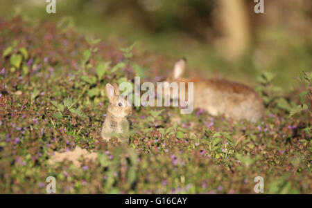 Unione Coniglio selvatico (oryctolagus cuniculus) Foto Stock