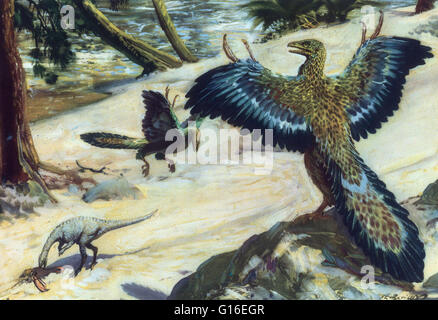 Archaeopteryx, talvolta indicato dal suo nome tedesco Urvogel (originale di uccelli o di primo uccello), è un genere di early bird che è in fase di transizione tra la selvaggina di penna di dinosauri e uccelli moderno. Essa visse nel tardo giurassico intorno a 150 milioni di anni fa ha Foto Stock