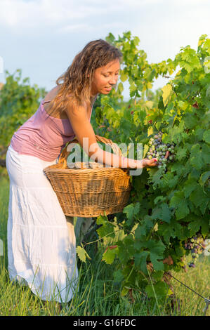 Giovane donna in vendemmia con un grande cesto di vimini per la memorizzazione di uva Foto Stock