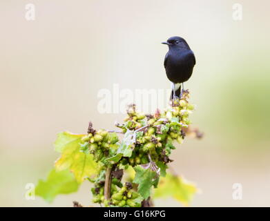 Il pied bush chat è un piccolo uccello passerine trovato che spaziano da Ovest Asia e Asia centrale per il subcontinente indiano Foto Stock