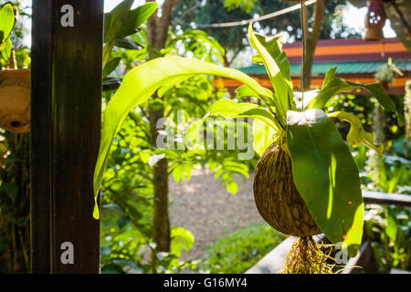 Asplenium nidus specie di felci Foto Stock