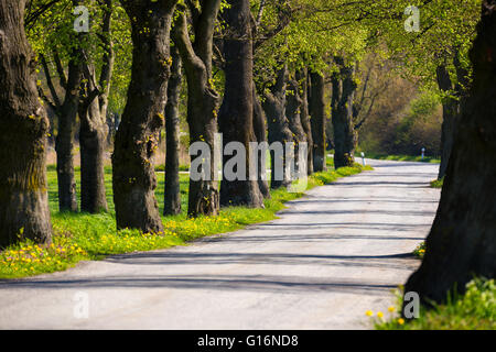 Molla di bella strada asfaltata e albero vicolo, in bianco e nero. La molla del paesaggio. Vicolo di primavera. Alberi a molla. Molla verde tre Foto Stock