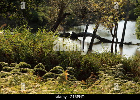 K Gudi Wilderness Camp, B R Hills, Karnataka, India Foto Stock