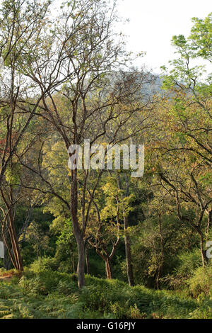 K Gudi Wilderness Camp, B R Hills, Karnataka, India Foto Stock