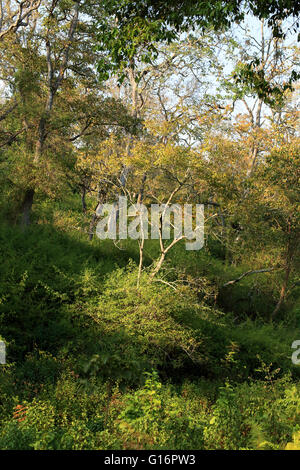 K Gudi Wilderness Camp, B R Hills, Karnataka, India Foto Stock