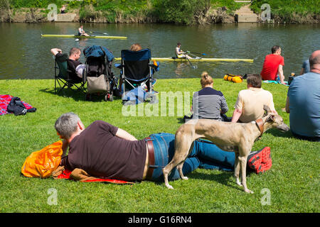 Un uomo e il suo cane guarda i rematori di competere a Shrewsbury regata sul fiume Severn, Shropshire, Inghilterra, Regno Unito Foto Stock