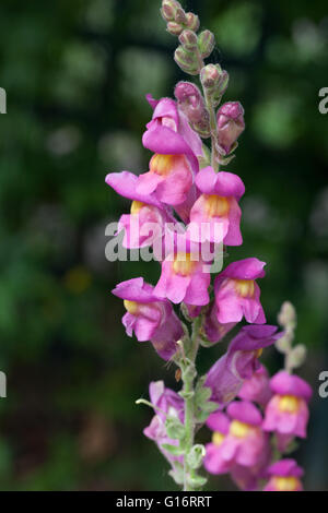 Antirrhinum majus Foto Stock