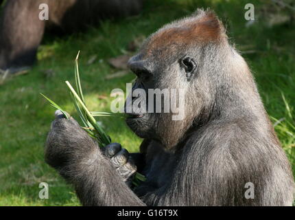 Maschio maturo Western pianura gorilla di mangiare erba e foglie Foto Stock