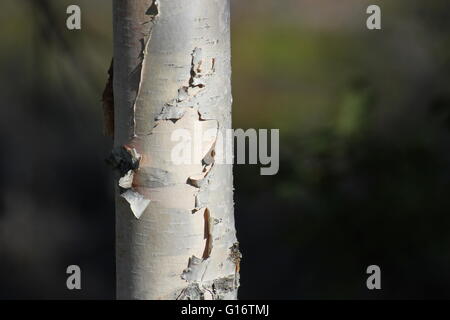 Carta-come la corteccia di betulla (Betula) tree. Foto Stock