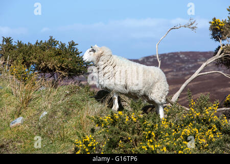 Una pecora nelle Highlands della Scozia Foto Stock