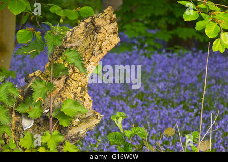 Ceppo di albero in legno bluebell Foto Stock