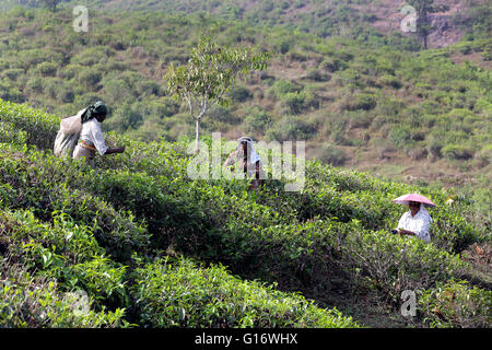 Raccoglitori di tè in una piantagione di tè vicino Peermade, Kerala, India Foto Stock